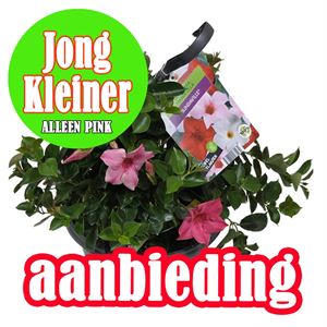 Bild von Hp27 Sundaville aanbieding Pink kleinere maat